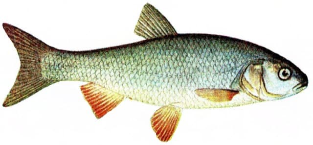 Jaź (Leuciscus idus)