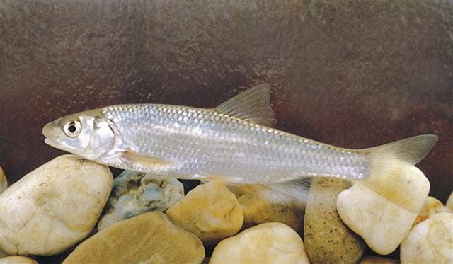 Jelec (Leuciscus leuciscus)