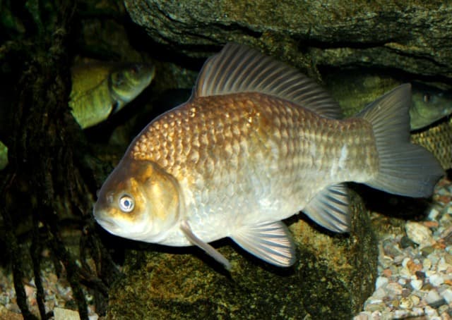 Karaś (Carassius carassius)