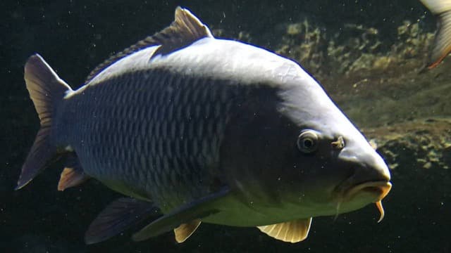 Karp (Cyprinus carpio)