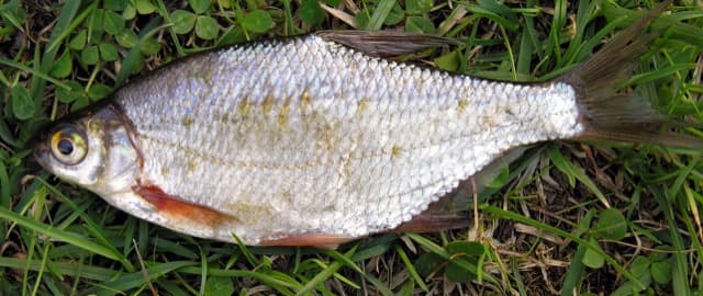 Krąp (Blicca bjoerkna)