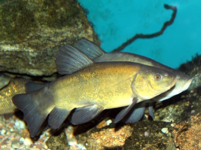 Lin (Tinca tinca)
