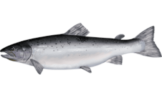 Łosoś (Salmo salar)