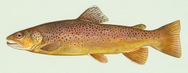 Pstrąg potokowy (Salmo trutta fario)