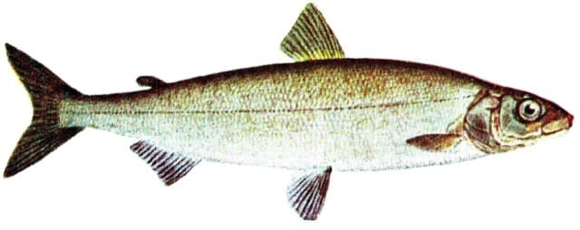 Sieja (Coregonus lavaretus)