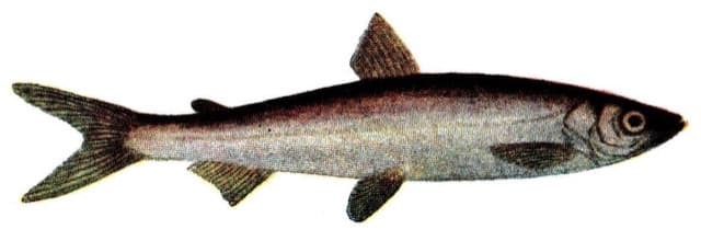 Sielawa (Coregonus albula)