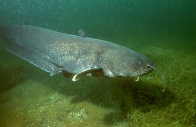 Sum (Silurus glanis)