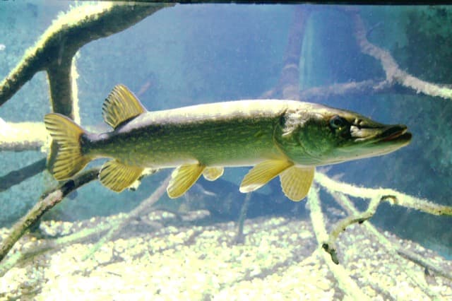 Szczupak (Esox lucius)