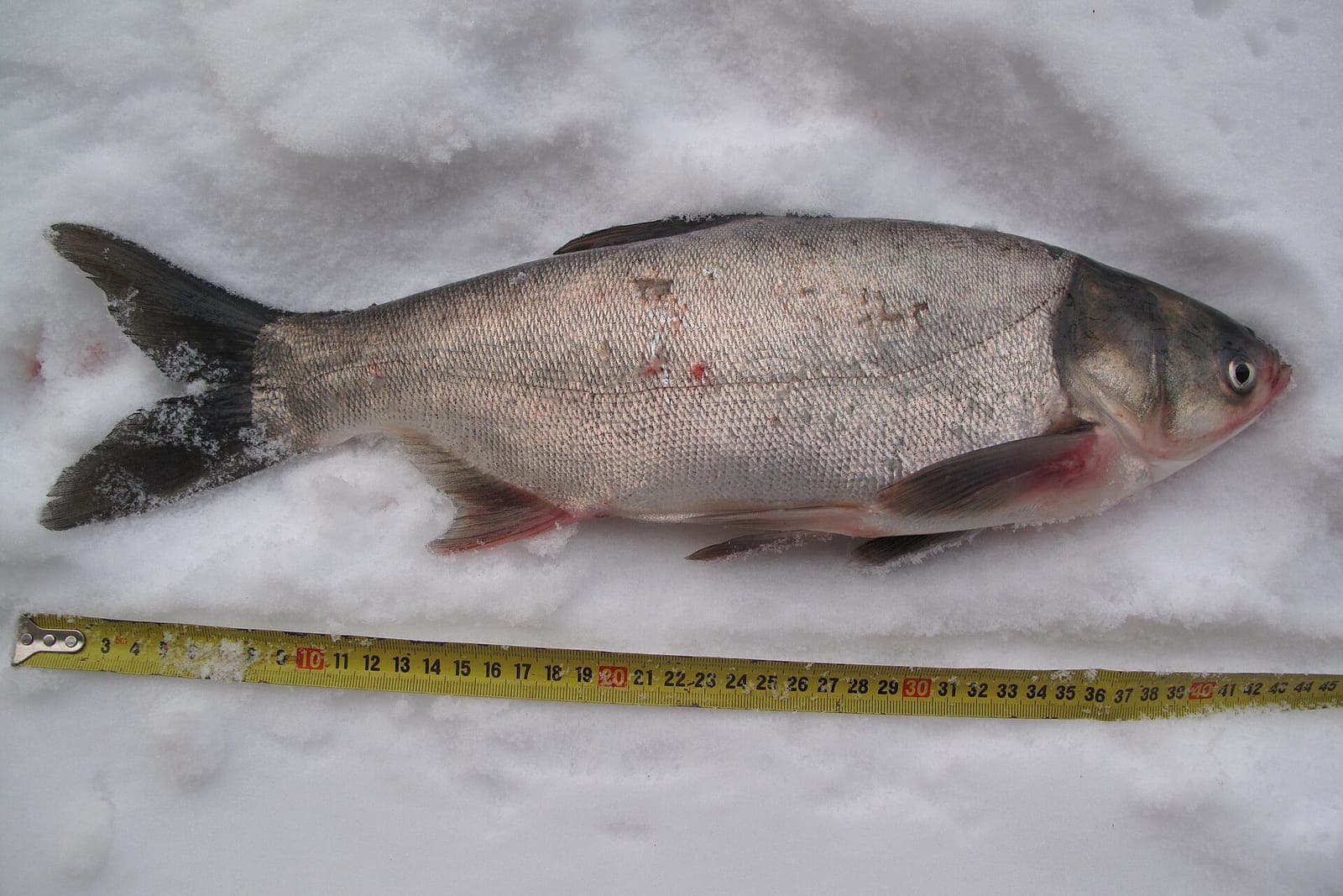 Tołpyga (Hypophthalmichthys molitrix)