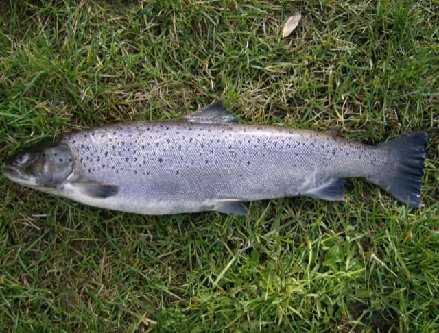 Troć wędrowna (Salmo trutta trutta)