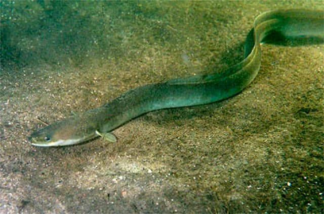 Węgorz (Anguilla anguilla)