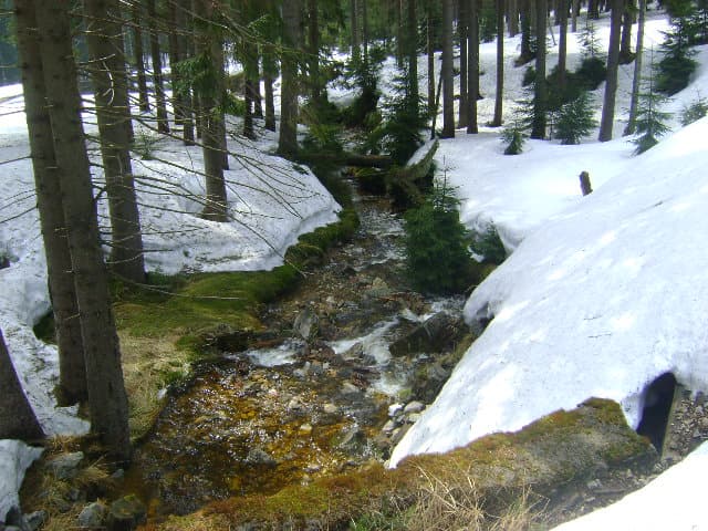 Rychlik (dopływ Kamiennej)
