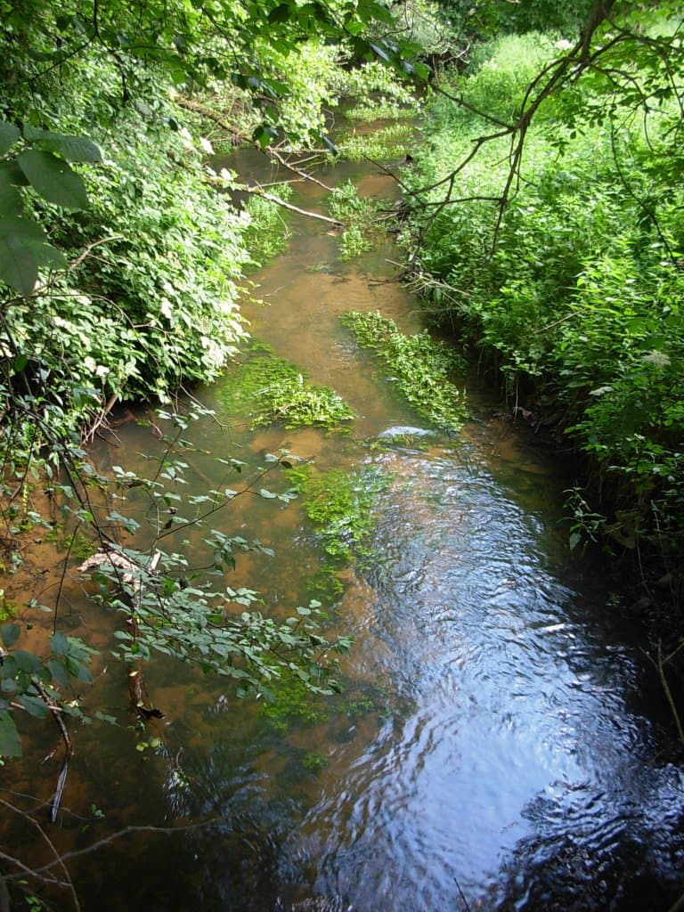 Zdjęcie Zielona Struga