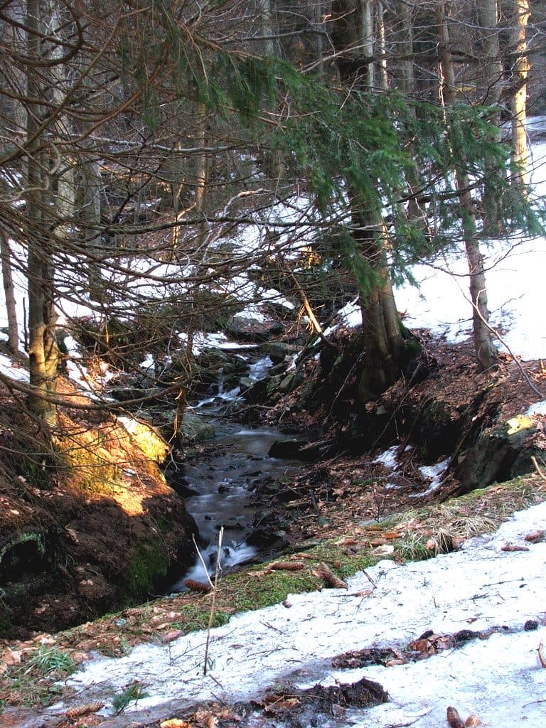 Prawa Widełka