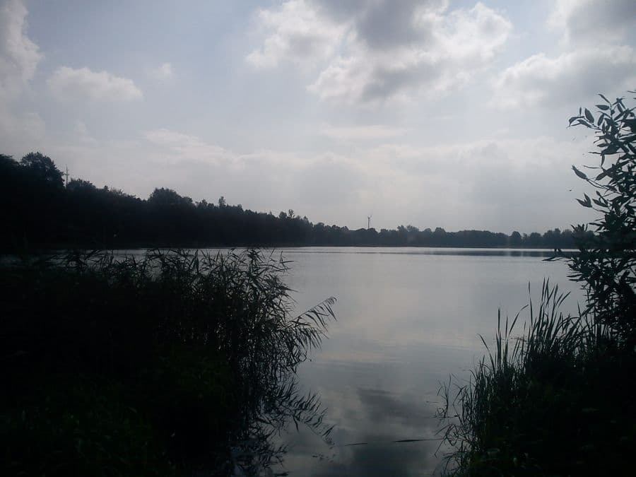 Zdjęcie Cielęta
