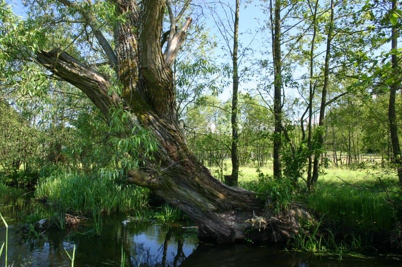 Dzierzbia