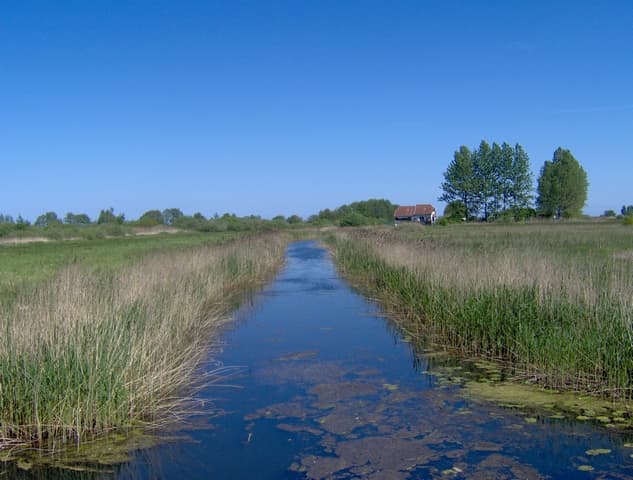 Płutnica