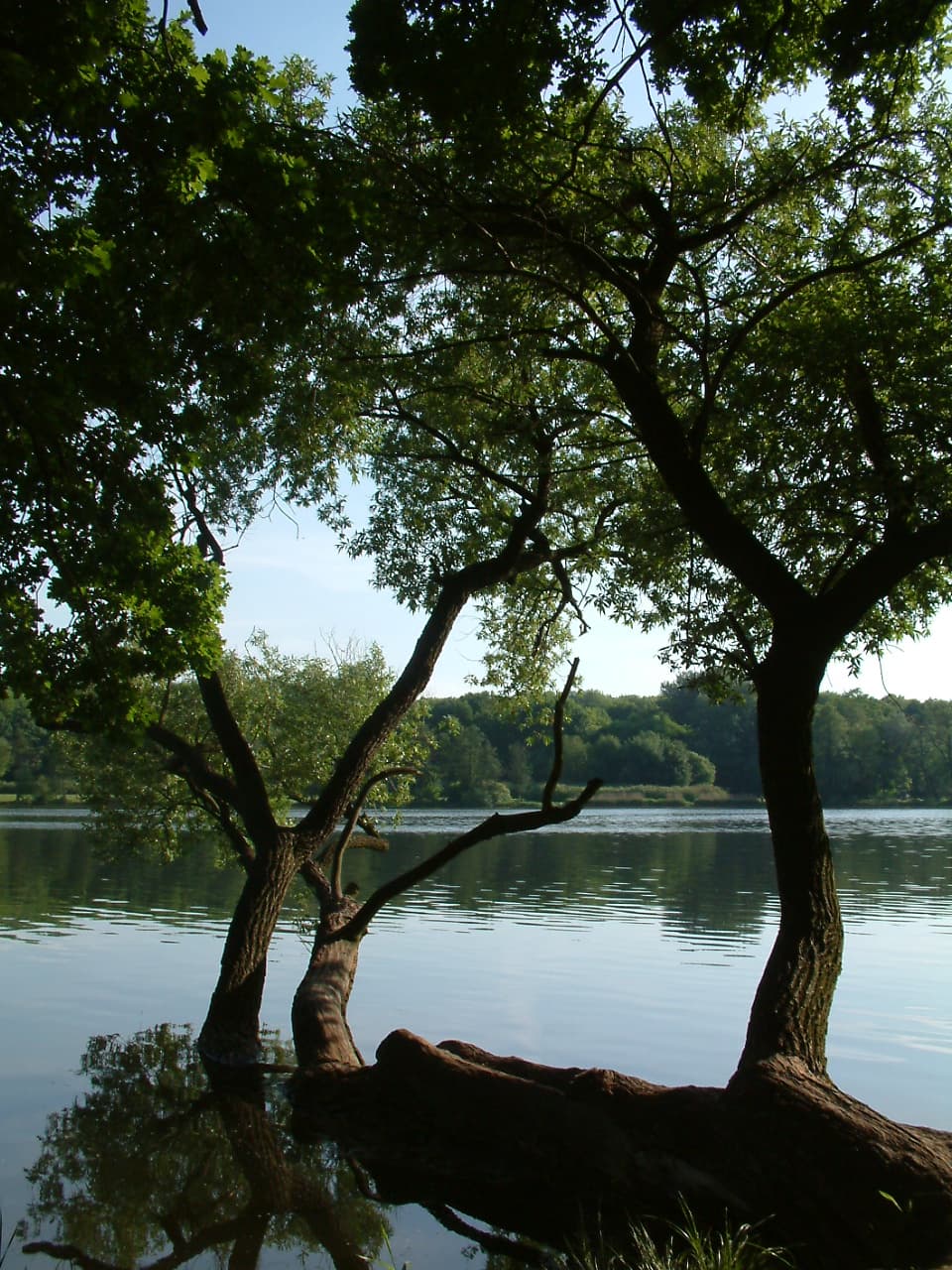 Zdjęcie Rusałka