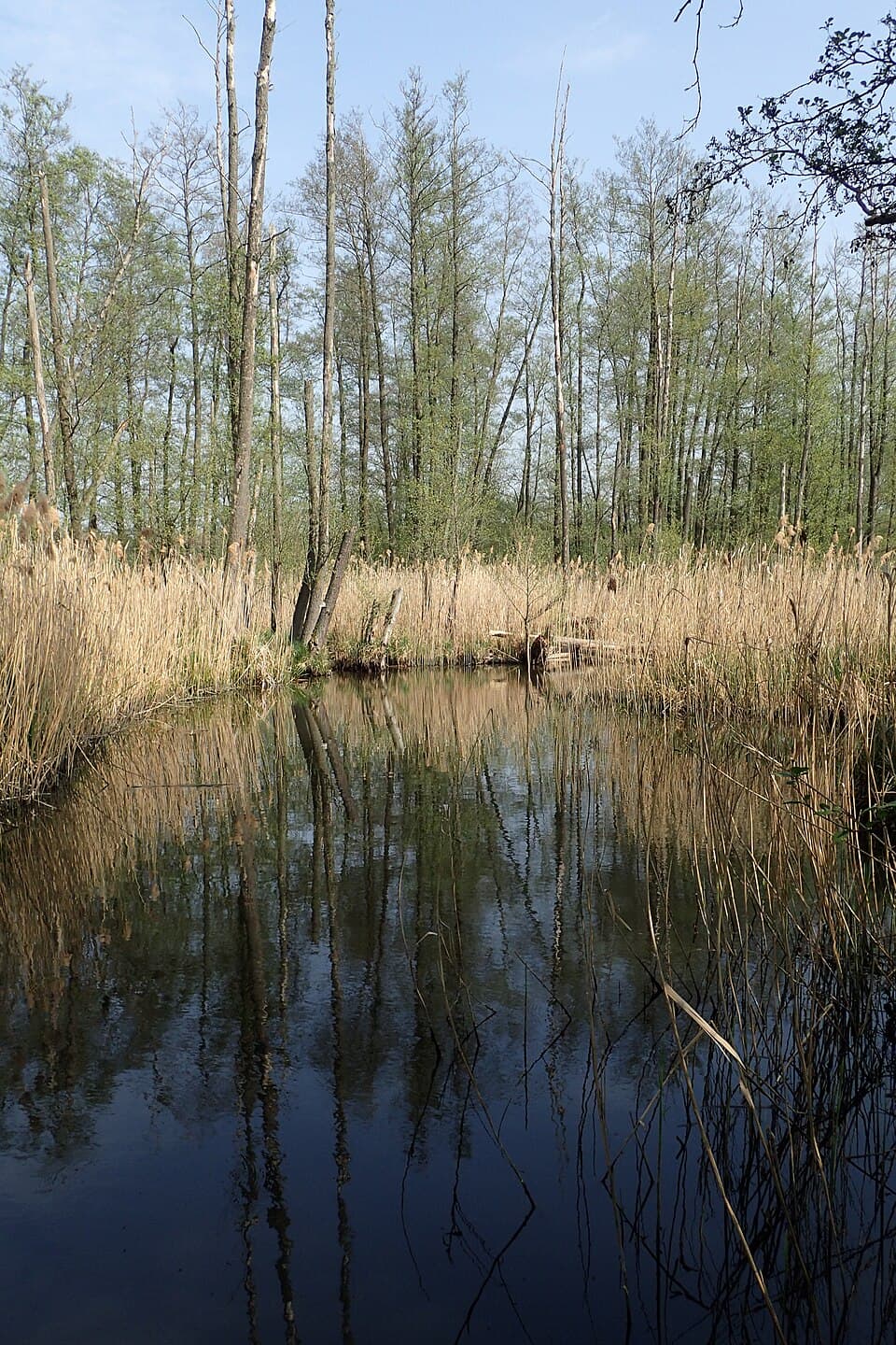 Zdjęcie Tywa 003