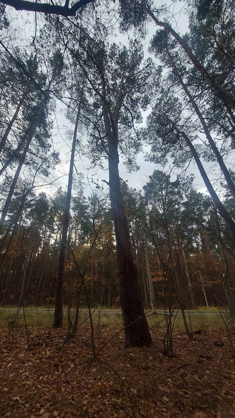 Zdjęcie Kanał Młynówka