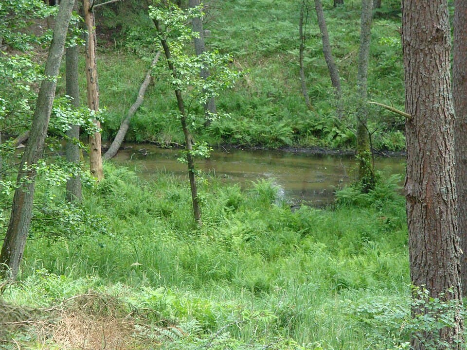 Ryszka (rzeka)