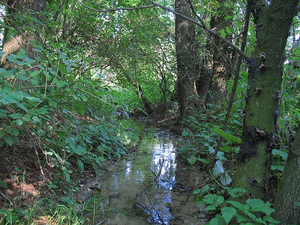 Kania (rzeka)