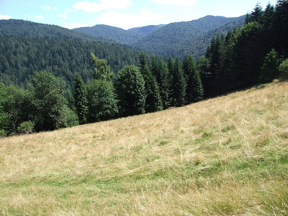 Turbacz (dopływ Koninki)