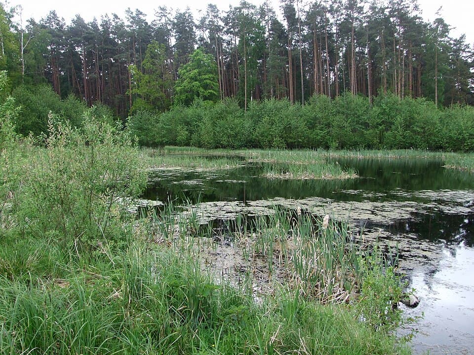 Czarny Staw