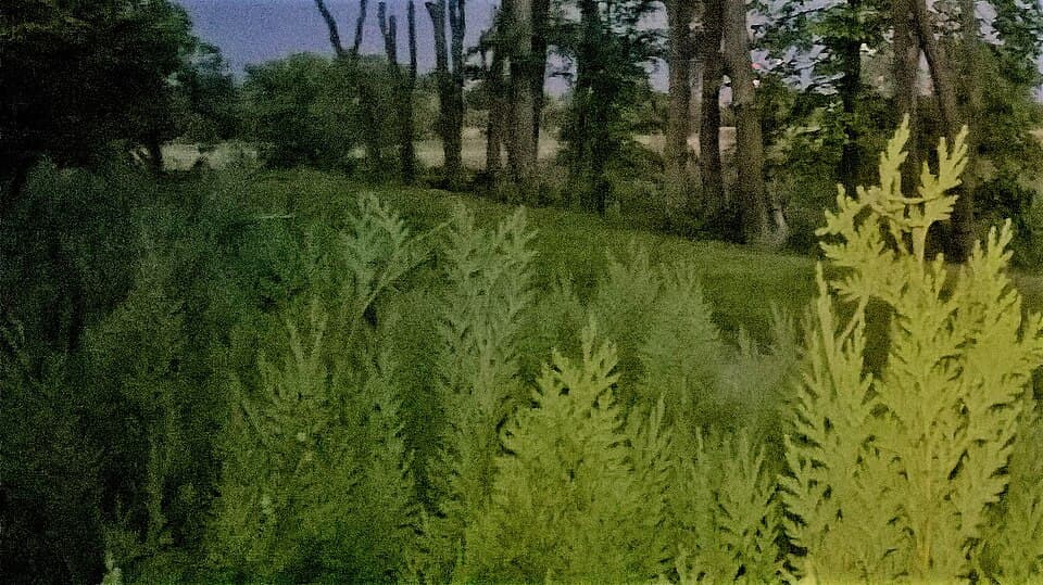 Zdjęcie Mescheriner See