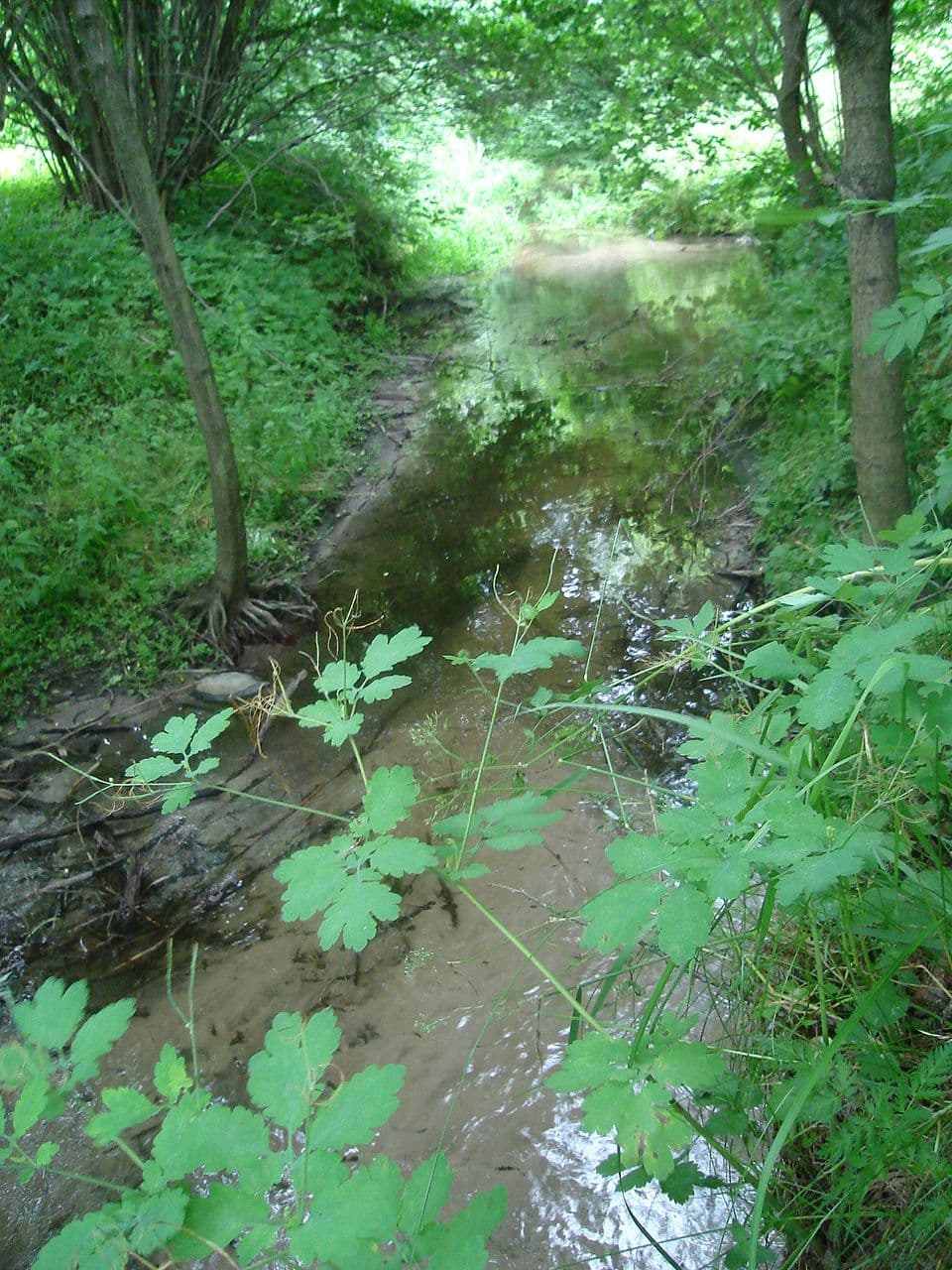 Kwilinianka