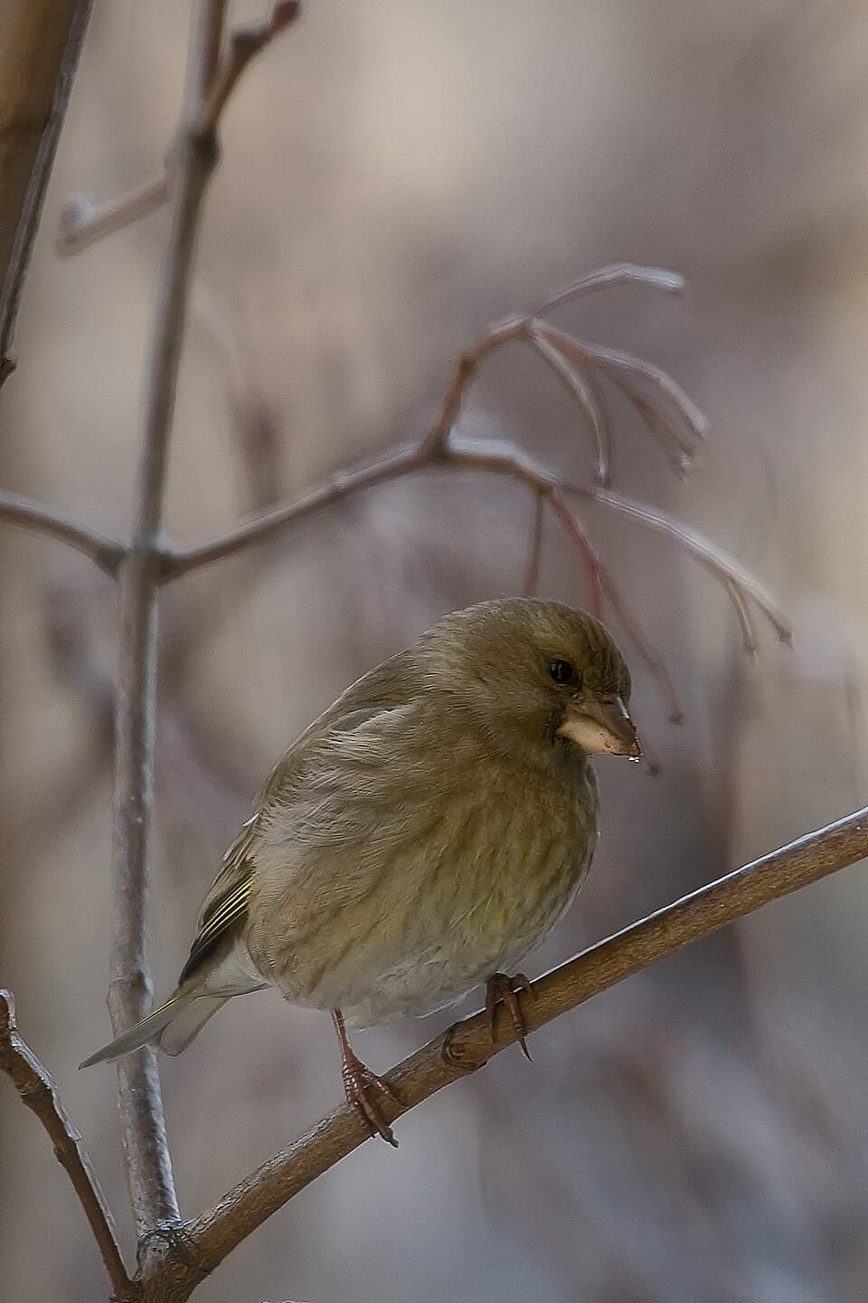 Zdjęcie Święte Ługi