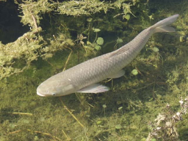 Amur (Ctenopharyngodon idella)