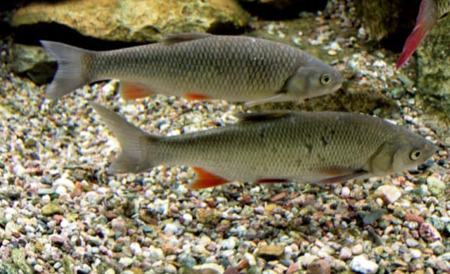 Kleń (Squalius cephalus)