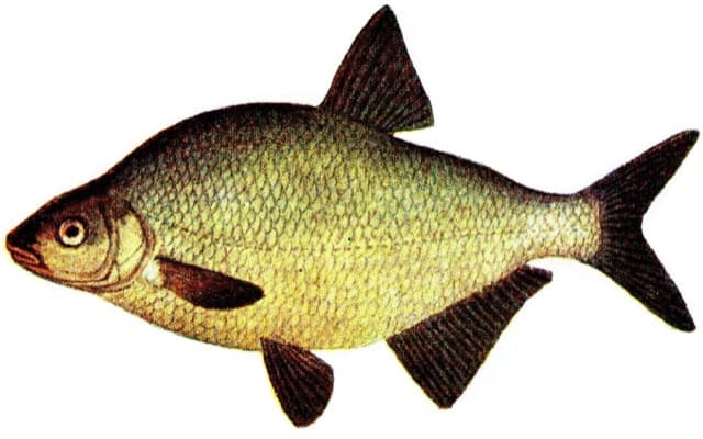Leszcz (Abramis brama)