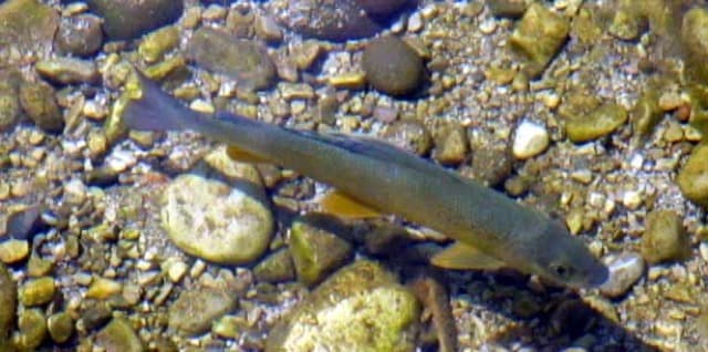 Lipień (Thymallus thymallus)