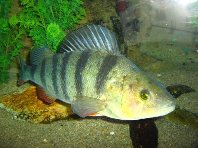 Okoń (Perca fluviatilis)