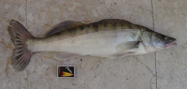 Sandacz (Sander lucioperca)