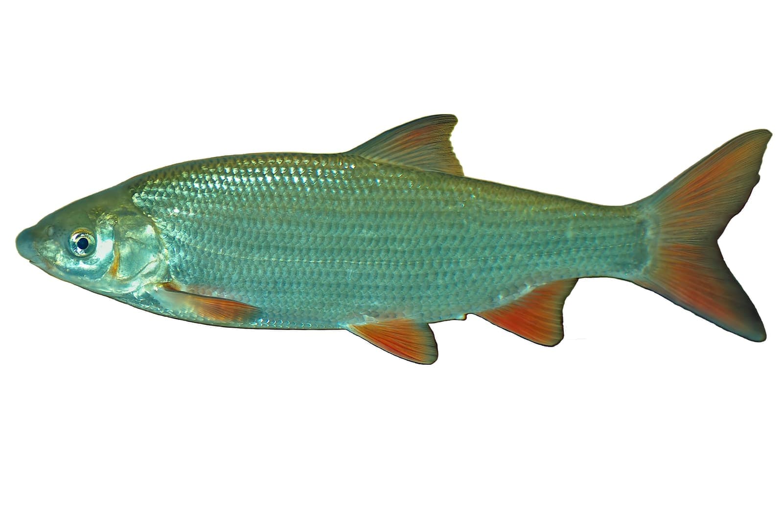 Świnka (Chondrostoma nasus)