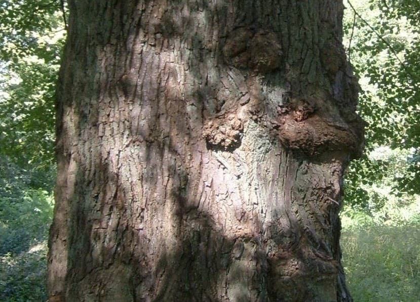 Kinołęka